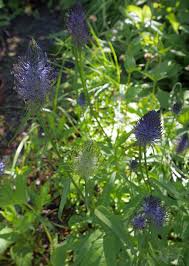 Attēlu rezultāti vaicājumam “Phyteuma spicatum fruit”