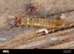 Attēlu rezultāti vaicājumam “Schizotus pectinicornis”