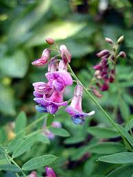 Attēlu rezultāti vaicājumam “Lathyrus niger”