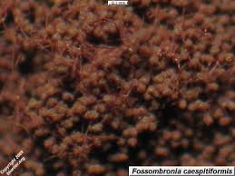 Attēlu rezultāti vaicājumam “Fossombronia wondraczekii sporophyte”