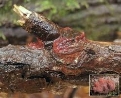 Attēlu rezultāti vaicājumam “Cytidia salicina”