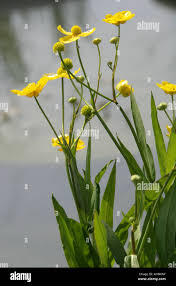 Attēlu rezultāti vaicājumam “Ranunculus lingua leaf”