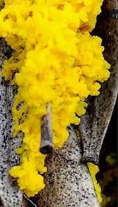 Attēlu rezultāti vaicājumam “Fuligo septica var. rosea young”