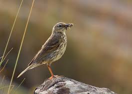 Image result for Anthus petrosus