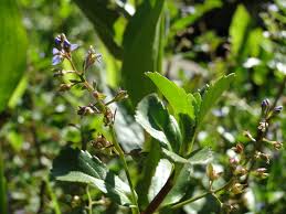 Attēlu rezultāti vaicājumam “Veronica beccabunga bud”