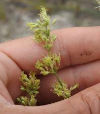 Attēlu rezultāti vaicājumam “Silene borysthenica bud”