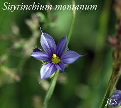 Attēlu rezultāti vaicājumam “Sisyrinchium montanum”