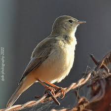 Image result for Hippolais caligata