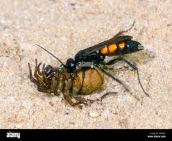 Attēlu rezultāti vaicājumam “Anoplius viaticus”