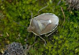 Attēlu rezultāti vaicājumam “Chlorochroa pinicola”