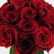 Image result for Red Rose Cc