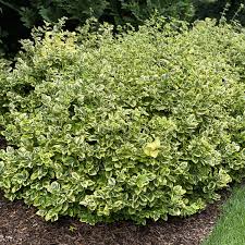 Attēlu rezultāti vaicājumam “Euonymus”