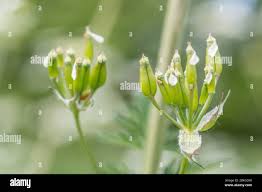 Attēlu rezultāti vaicājumam “Anthriscus sylvestris bud”