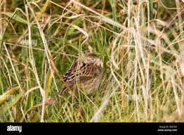 Image result for Emberiza fucata