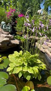 Image result for Hosta Warpaint