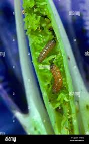 Attēlu rezultāti vaicājumam “Maculinea alcon eggs”