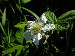 Attēlu rezultāti vaicājumam “Rubus plicatus flower”