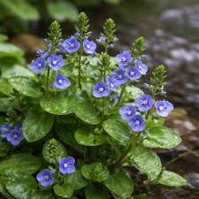 Attēlu rezultāti vaicājumam “Veronica beccabunga”