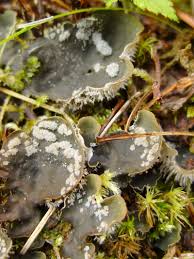 Attēlu rezultāti vaicājumam “Peltigera extenuata”