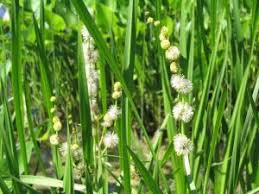 Attēlu rezultāti vaicājumam “Sparganium minimum fruit”