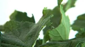 Attēlu rezultāti vaicājumam “Tenthredo scrophulariae larva”