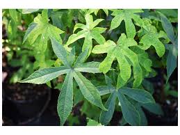 Attēlu rezultāti vaicājumam “Kalopanax septemlobus”