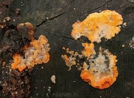 Attēlu rezultāti vaicājumam “Phlebia serialis”