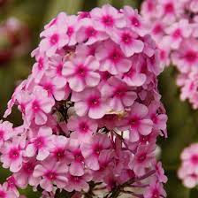 Image result for Phlox paniculata `Sweet Summer`
