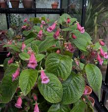 Image result for Sinningia