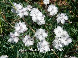 Image result for Dianthus gratianopolitanus