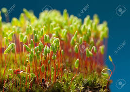 Attēlu rezultāti vaicājumam “Pohlia nutans”