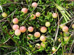 Attēlu rezultāti vaicājumam “Oxycoccus palustris fruit”