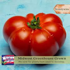 Afbeeldingsresultaat voor brandywine cherry tomato
