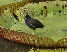 Attēlu rezultāti vaicājumam “Gallinula chloropus”