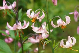 Attēlu rezultāti vaicājumam “Lilium martagon flower”