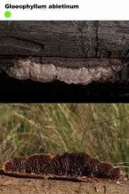 Attēlu rezultāti vaicājumam “Gloeophyllum abietinum”