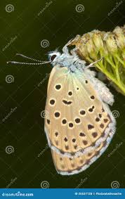 Attēlu rezultāti vaicājumam “Maculinea alcon”