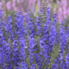Image result for Salvia pratensis