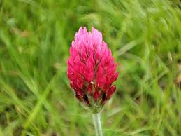 Image result for Trifolium incarnatum