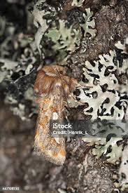 Attēlu rezultāti vaicājumam “Panolis flammea”