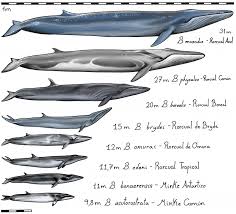 Image result for Balaenoptera bonaerensis
