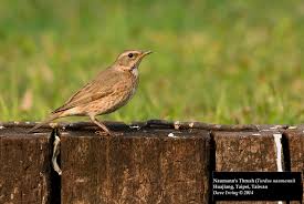 Image result for Turdus naumanni