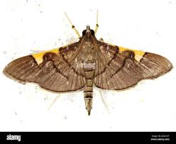 Attēlu rezultāti vaicājumam “Crambidae”