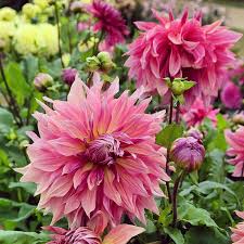 Image result for Dahlia Darkarin`