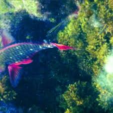 Image result for Sparisoma frondosum