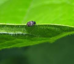 Attēlu rezultāti vaicājumam “Anthrenus sp. larva”