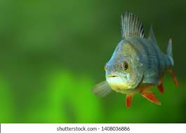 Image result for Perca fluviatilis