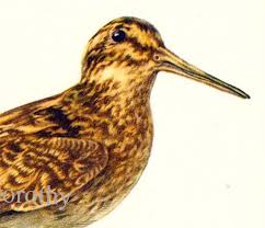 Image result for Lymnocryptes minimus