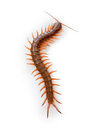 Attēlu rezultāti vaicājumam “Chilopoda”