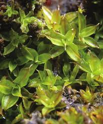 Attēlu rezultāti vaicājumam “Syntrichia virescens”